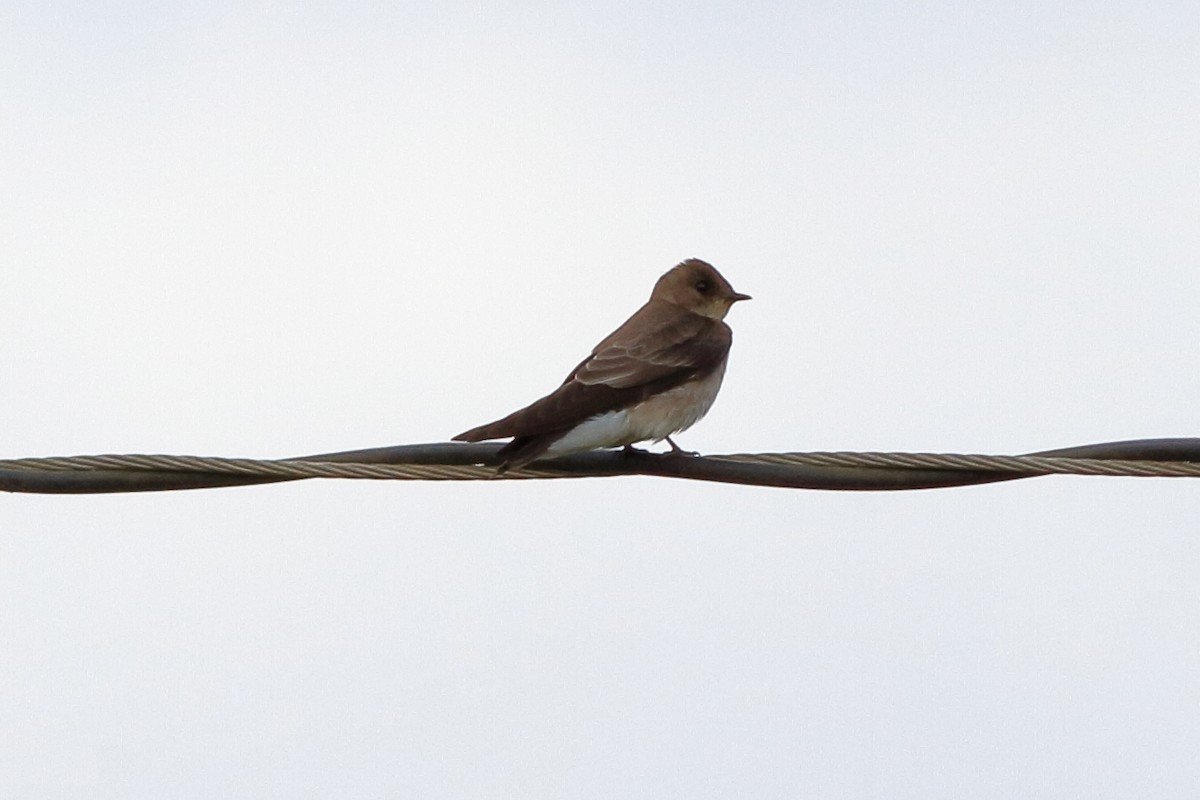 Northern Rough-winged Swallow - ML141282731