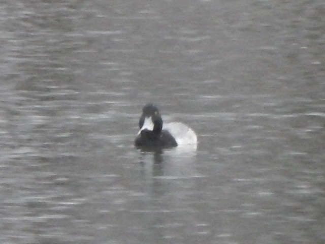 Greater Scaup - ML141283391