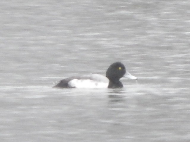 Greater Scaup - ML141283401