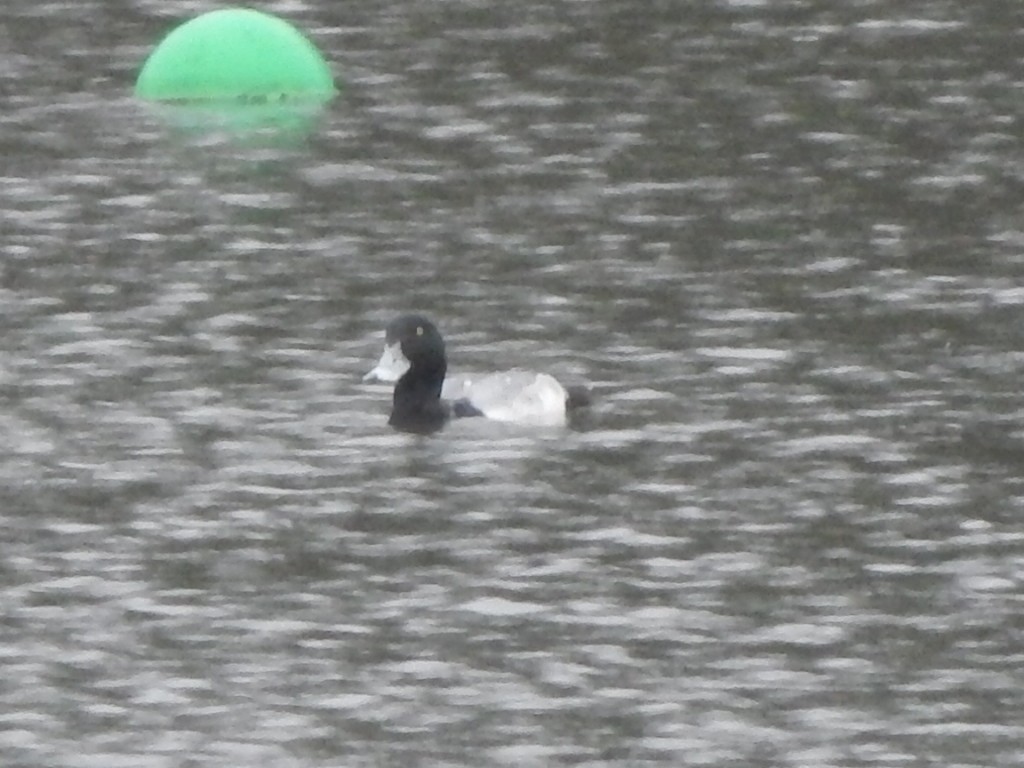 Greater Scaup - ML141283431