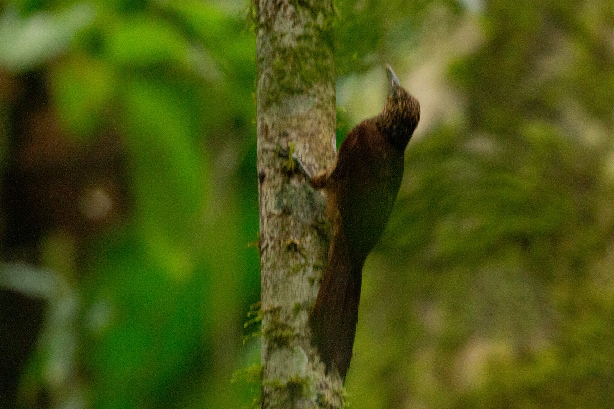 Black-banded Woodcreeper - ML141283861