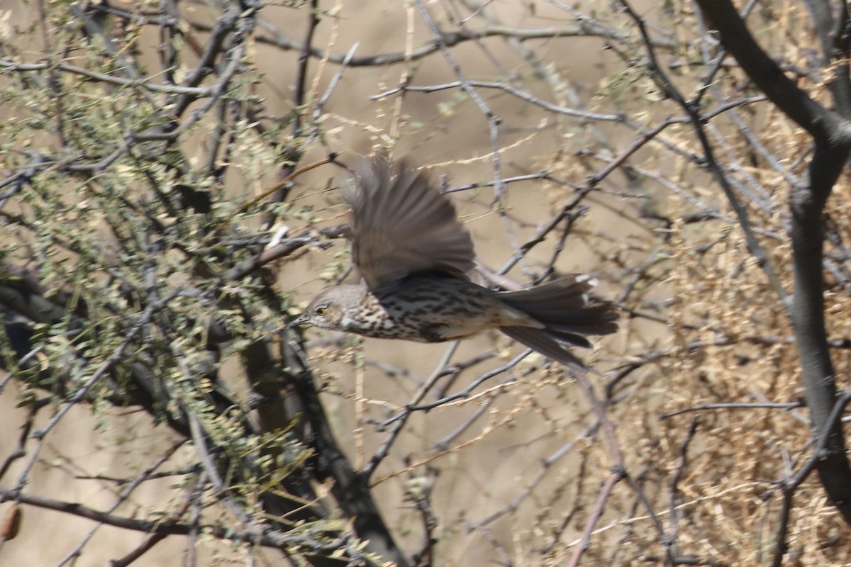 Sage Thrasher - ML141284181