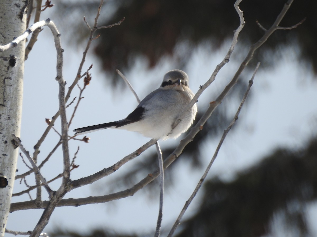 Northern Shrike - ML141284381