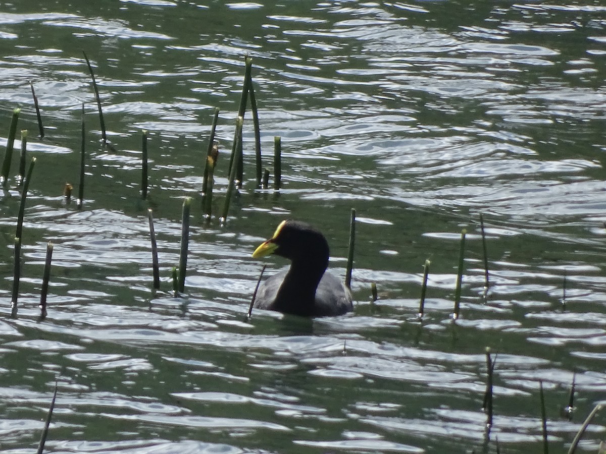 Red-gartered Coot - ML141284451