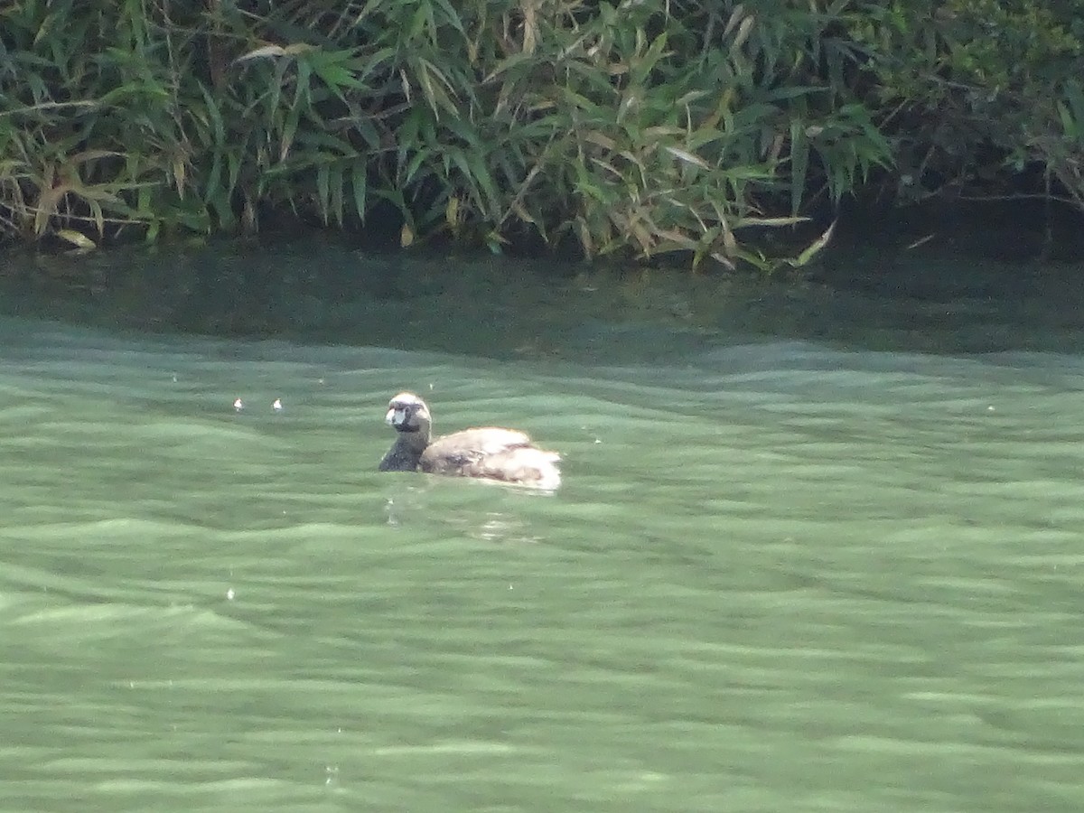 Pied-billed Grebe - ML141284551