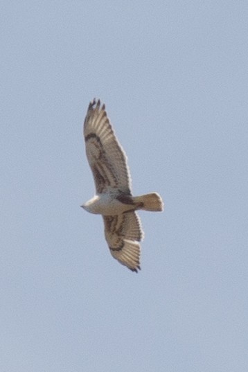 Ferruginous Hawk - Nic Webster