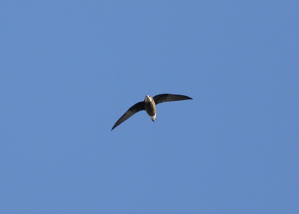 White-throated Needletail - Stephen Murray