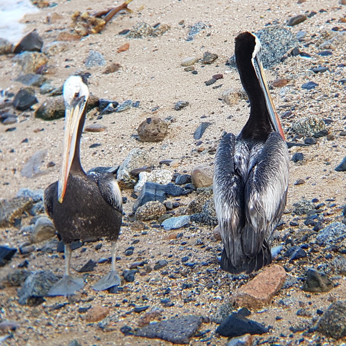 Peruvian Pelican - ML141285081