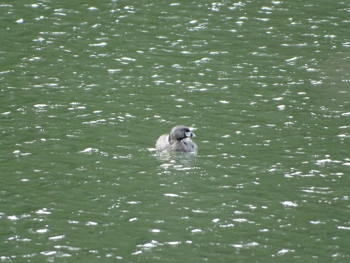 Pied-billed Grebe - ML141286311