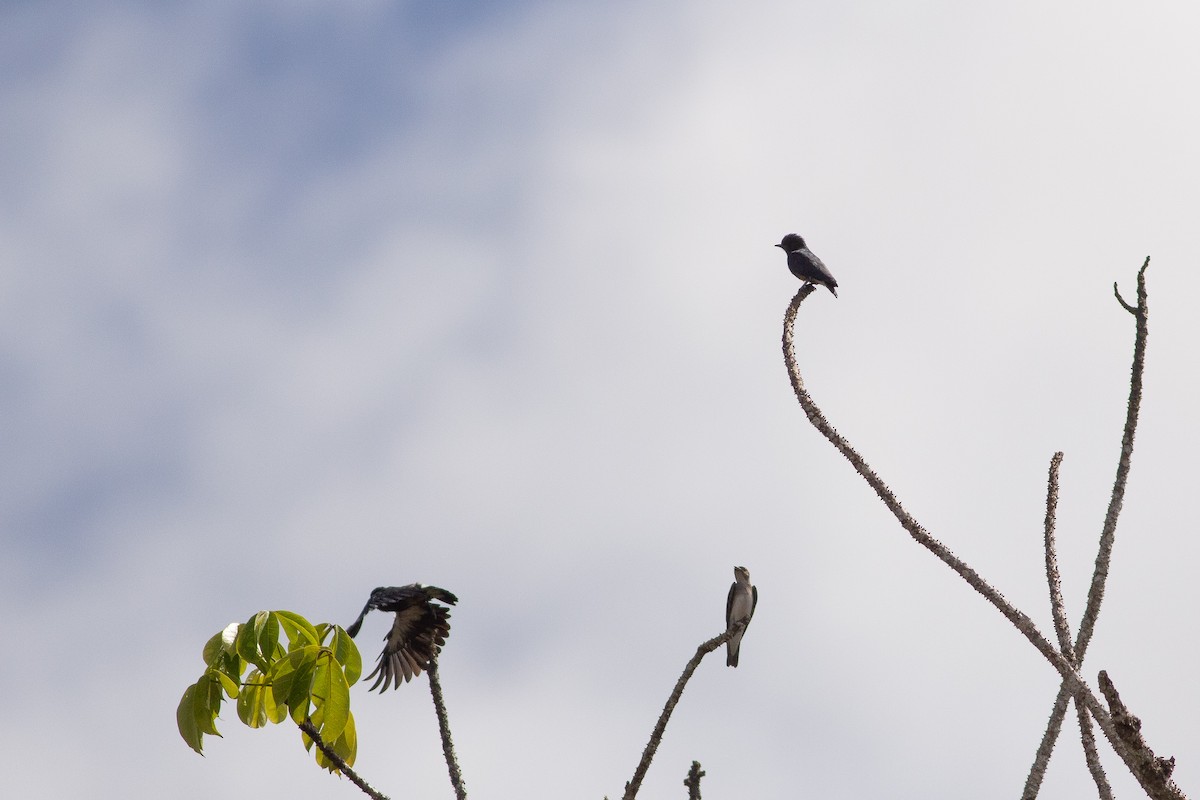 Swallow-winged Puffbird - ML141286521