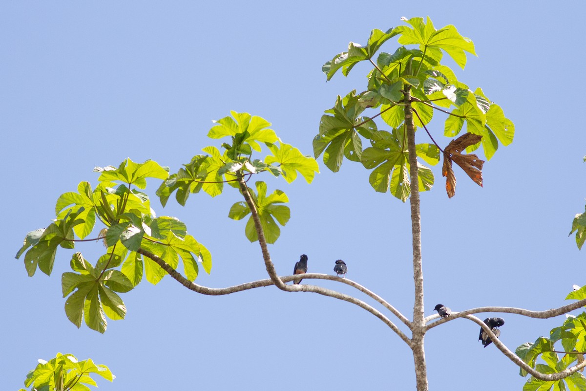 Swallow-winged Puffbird - ML141286551