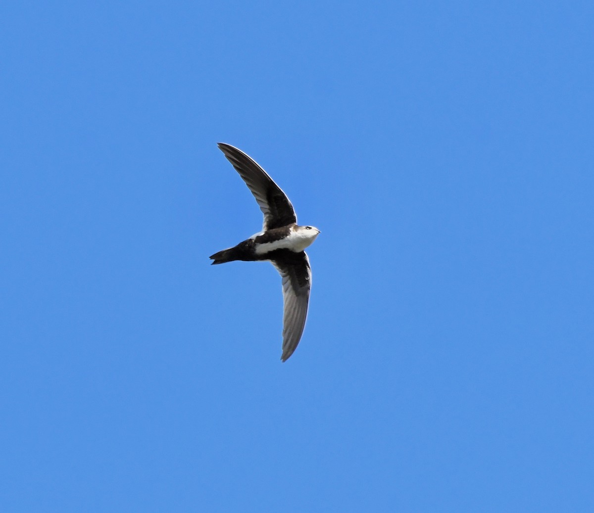 White-throated Swift - Adam Dudley