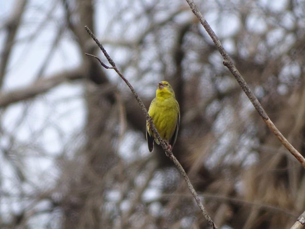 yellow-finch sp. - ML141287881