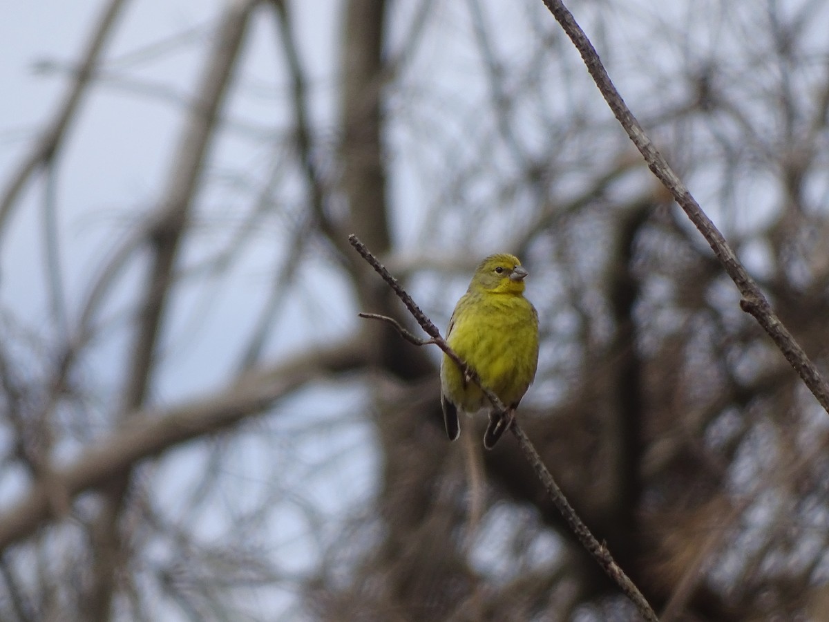 yellow-finch sp. - ML141287901