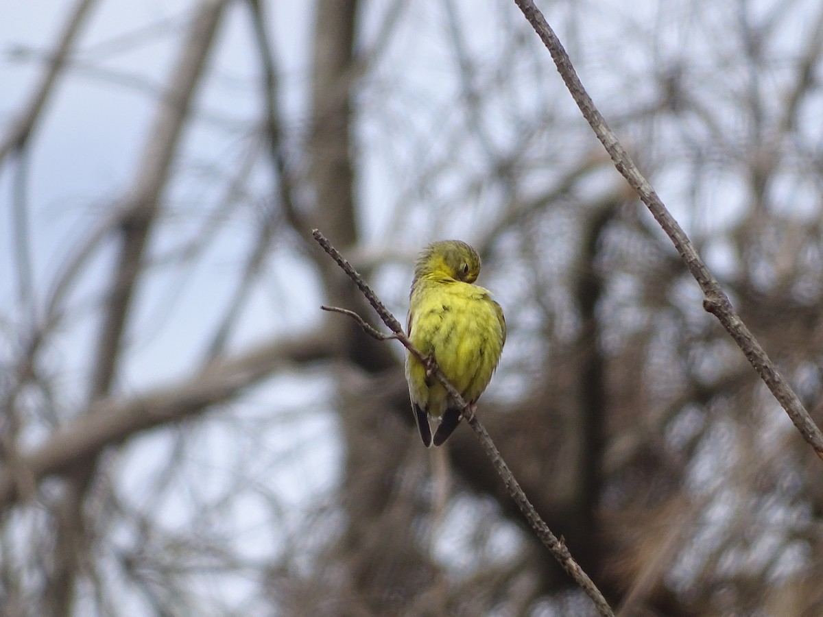 yellow-finch sp. - ML141287951