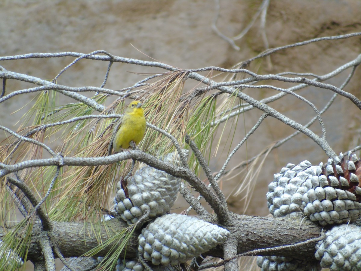 yellow-finch sp. - ML141288031
