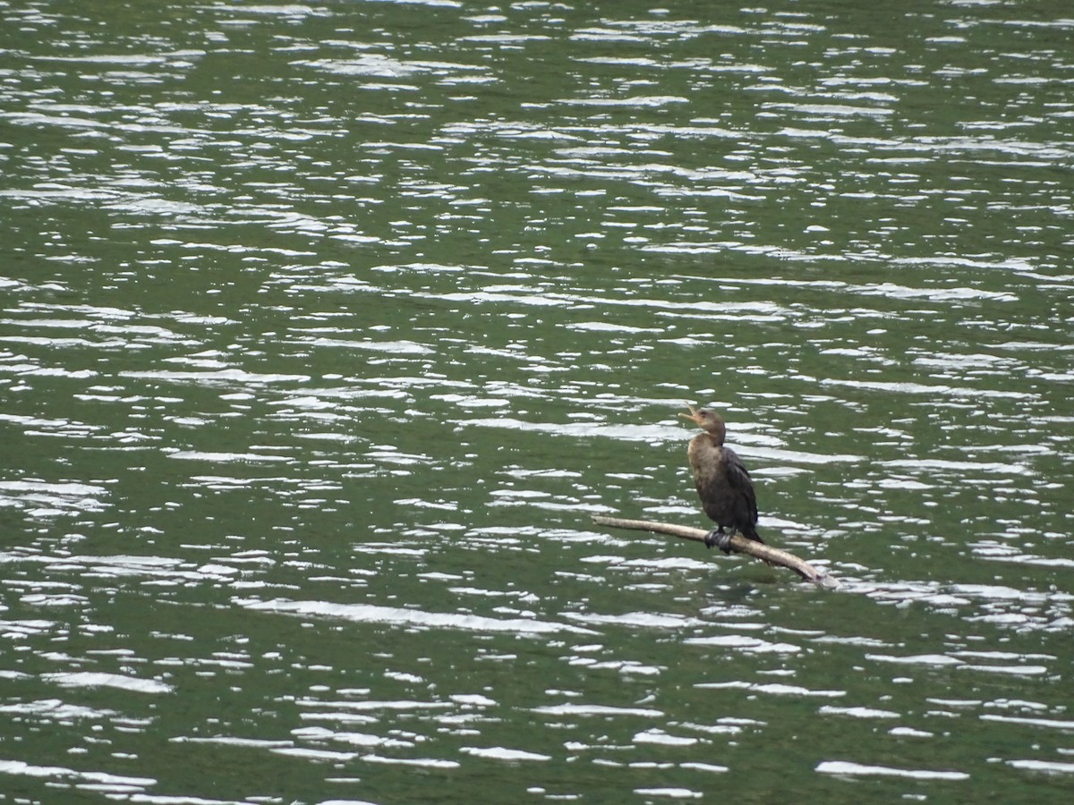 Neotropic Cormorant - ML141288041
