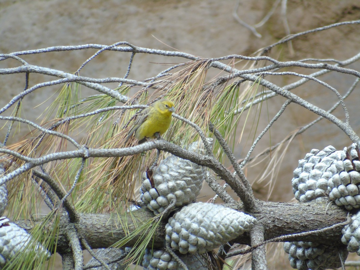 yellow-finch sp. - ML141288121