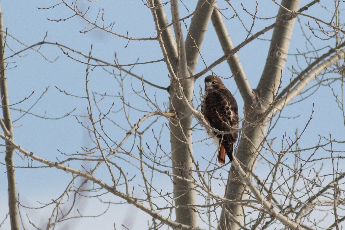 Red-tailed Hawk - ML141288421