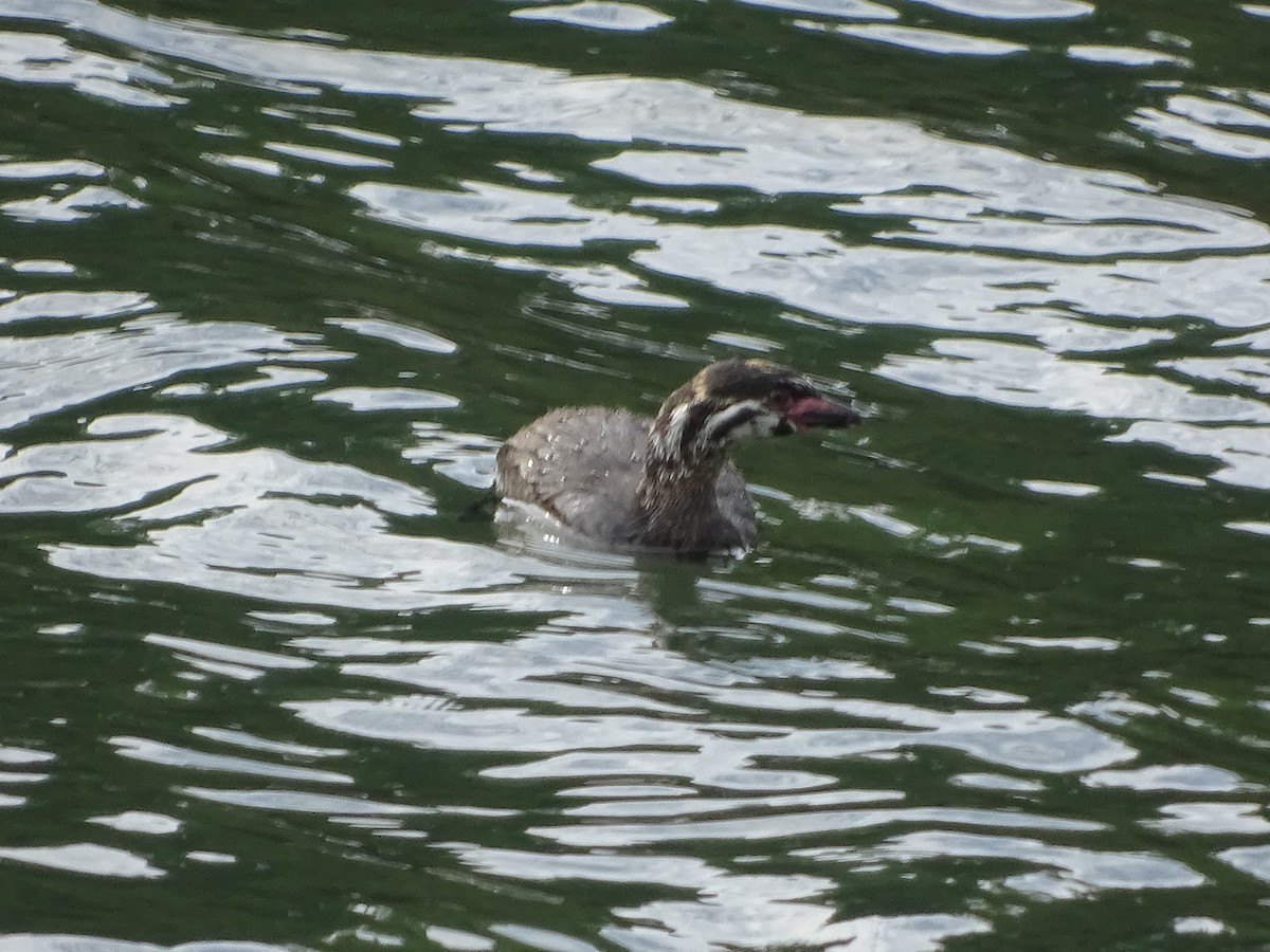 Pied-billed Grebe - ML141288711