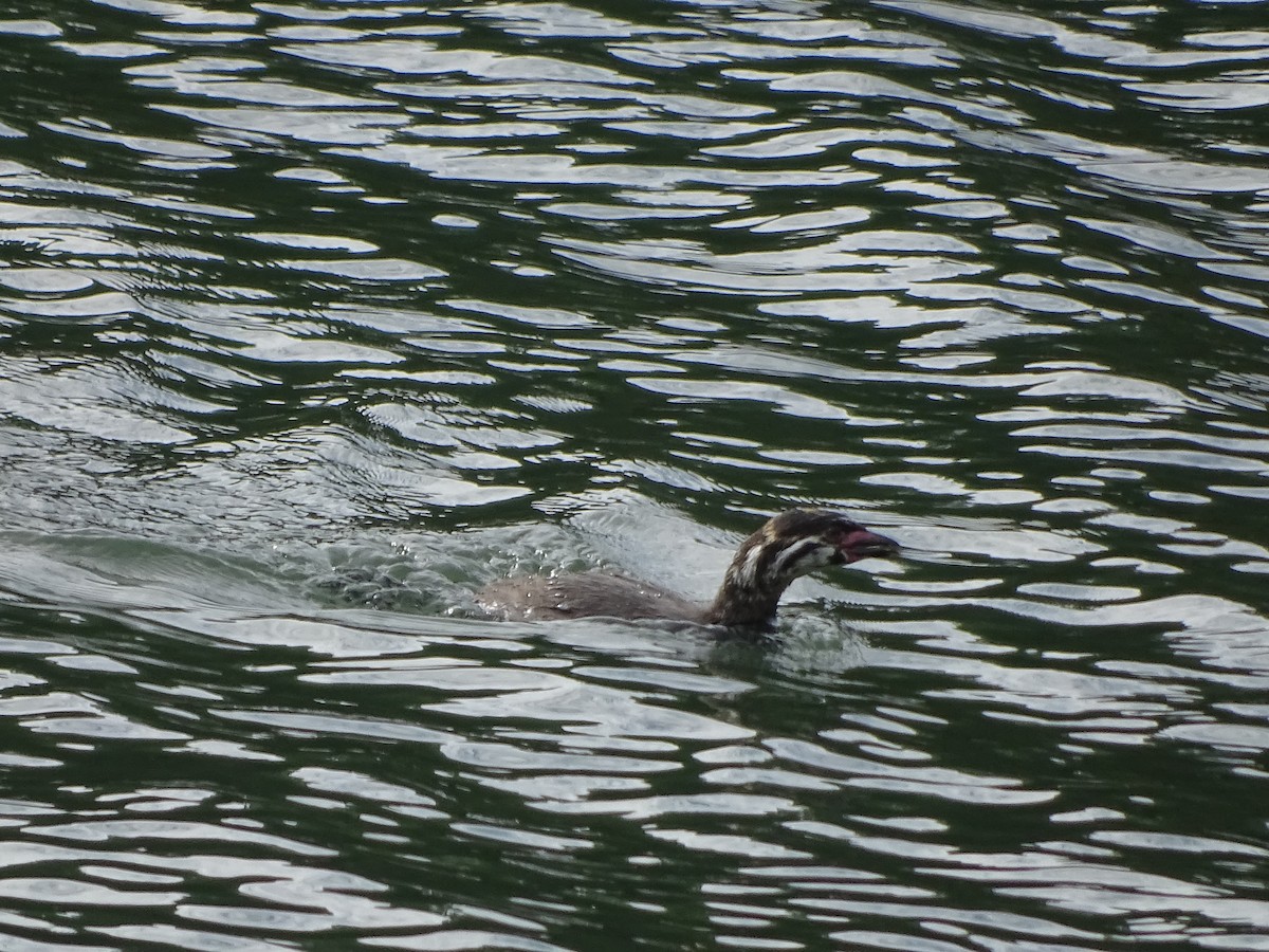 Pied-billed Grebe - ML141288851