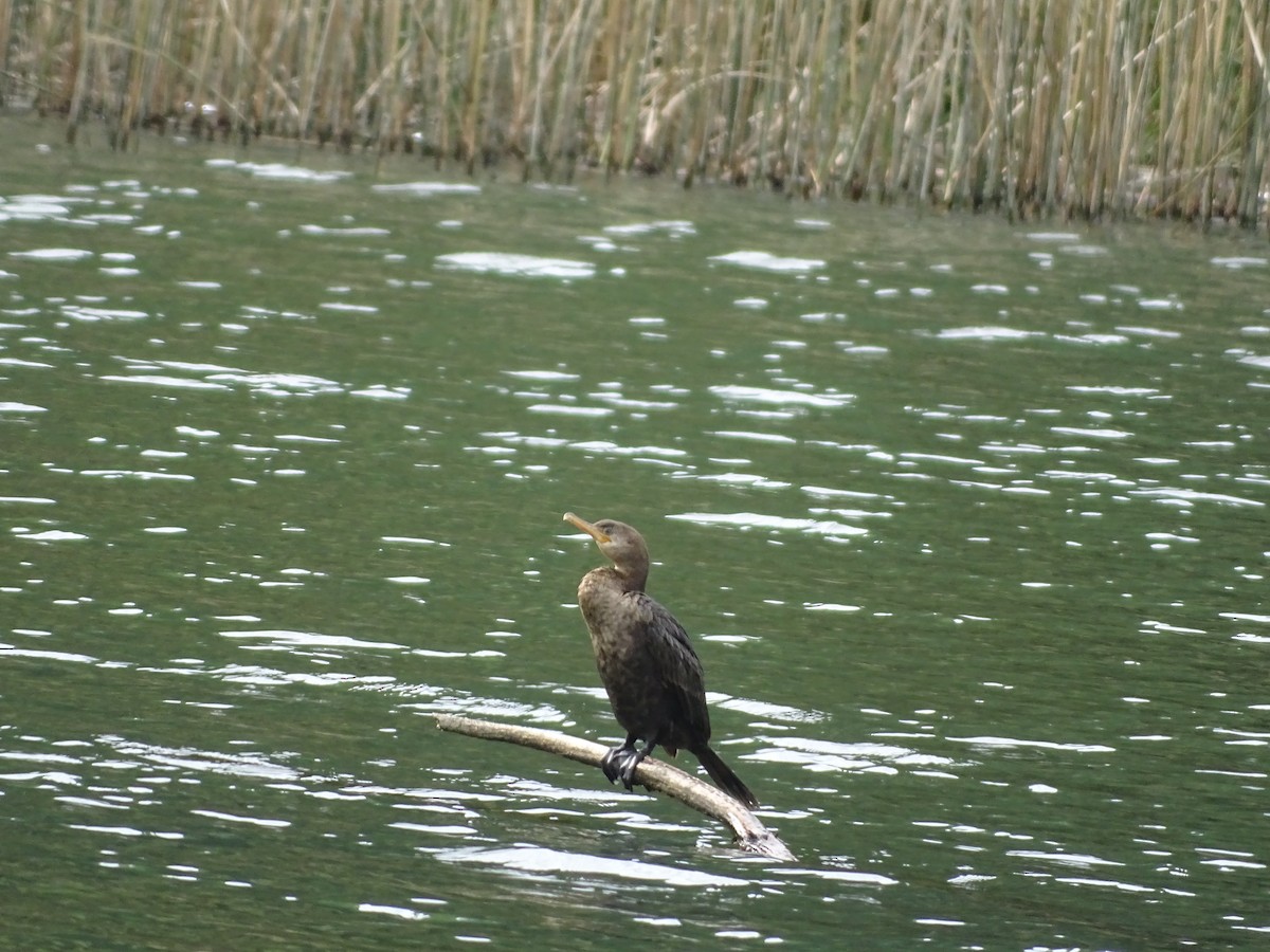 Neotropic Cormorant - ML141289061