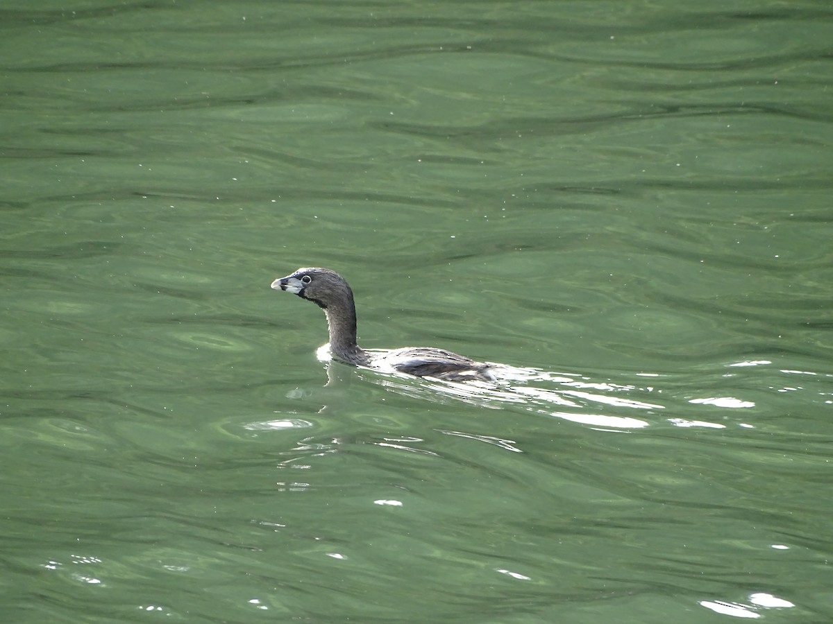 Pied-billed Grebe - ML141289091