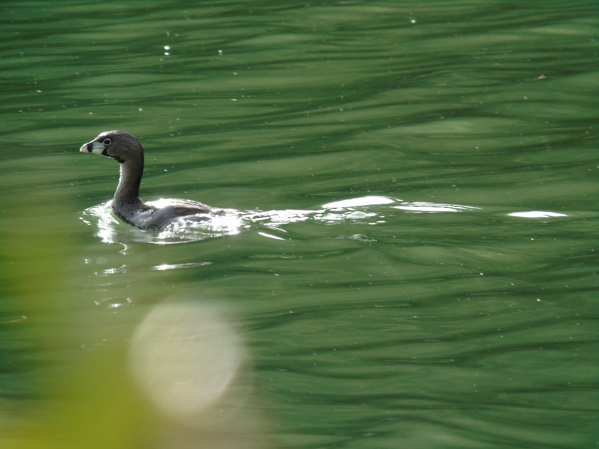 Pied-billed Grebe - ML141289301