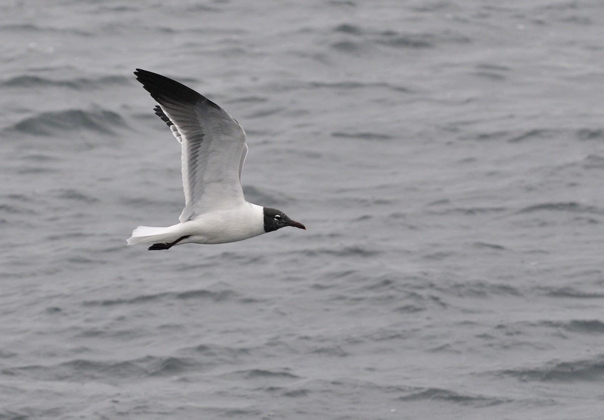 Laughing Gull - ML141290221