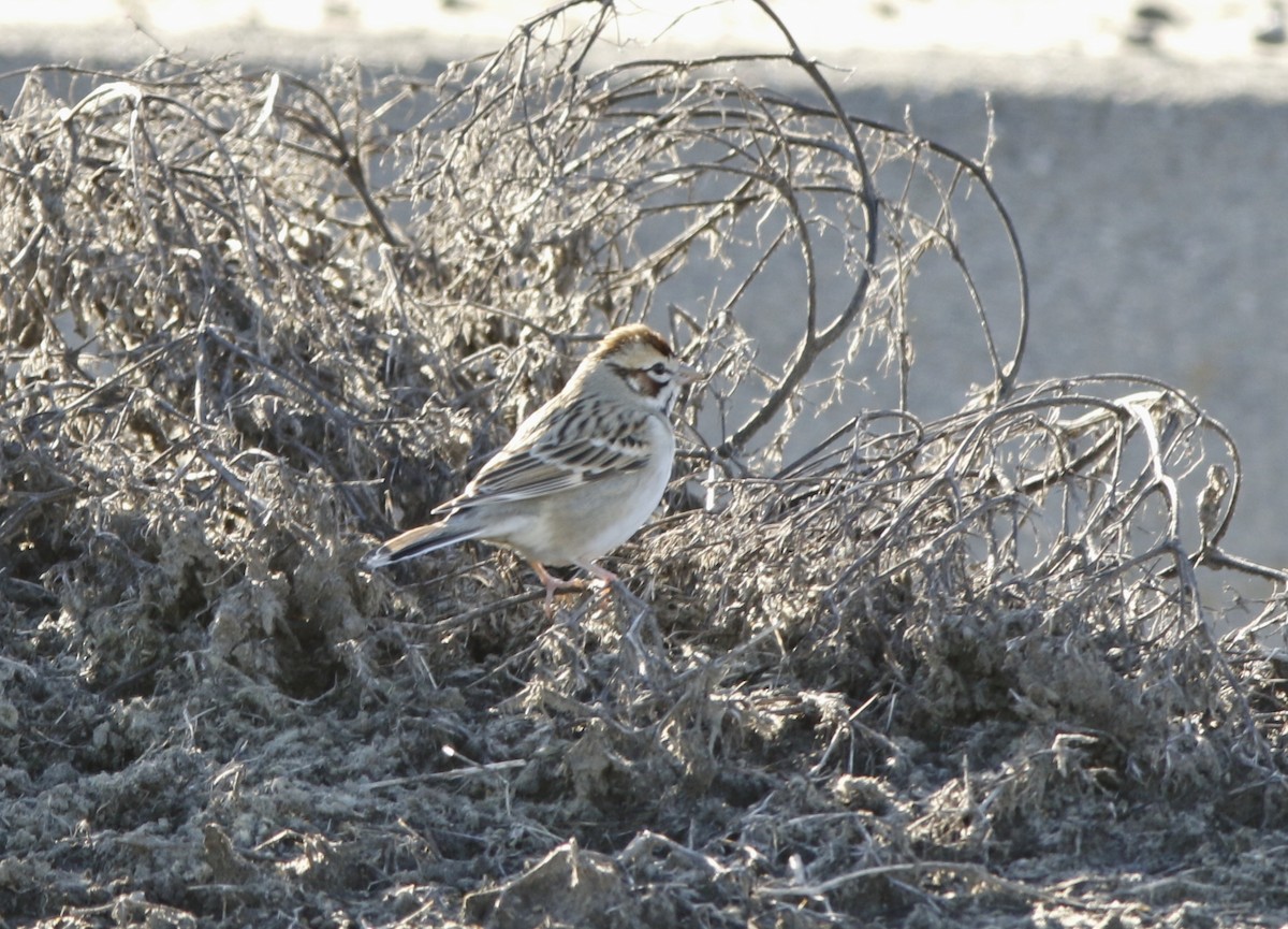 Lark Sparrow - ML141292081