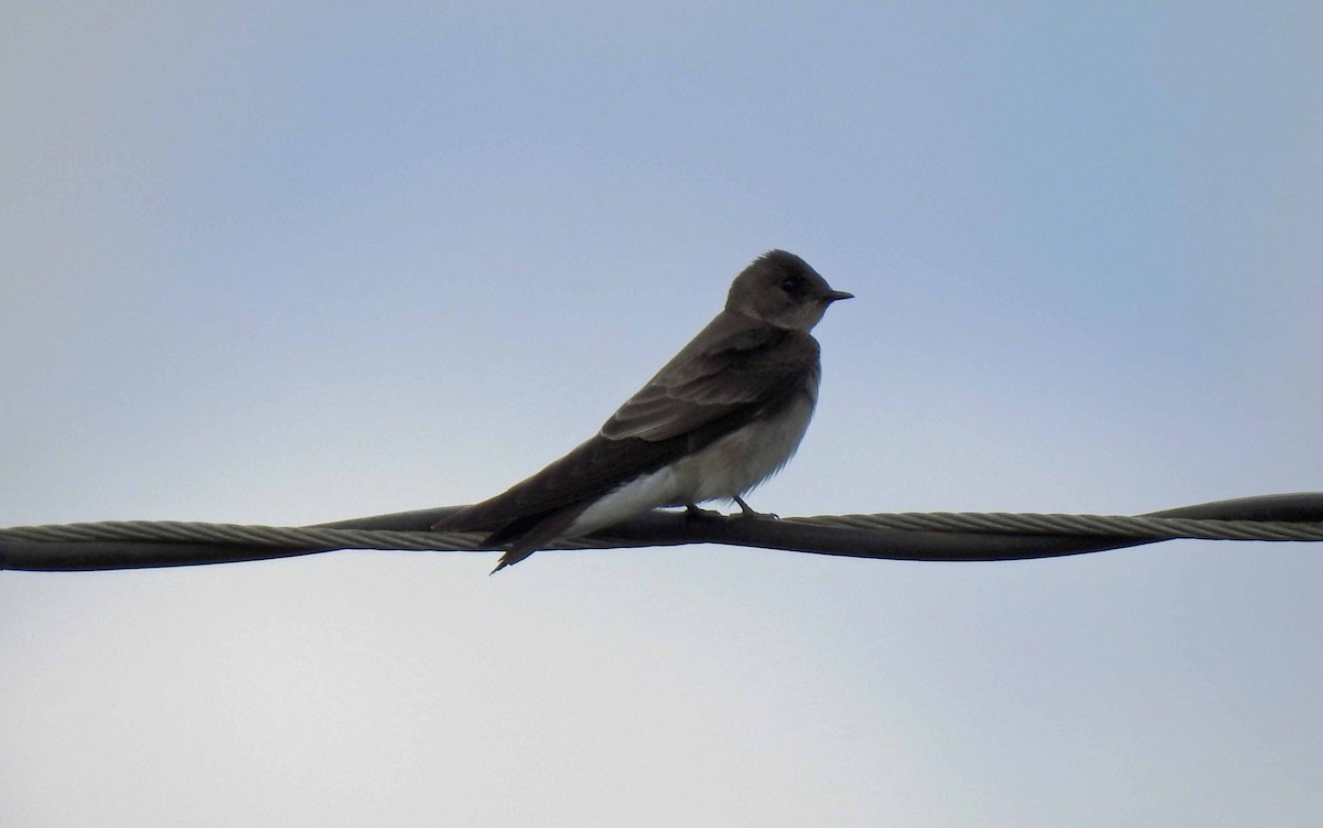 Northern Rough-winged Swallow - Danilo Moreno