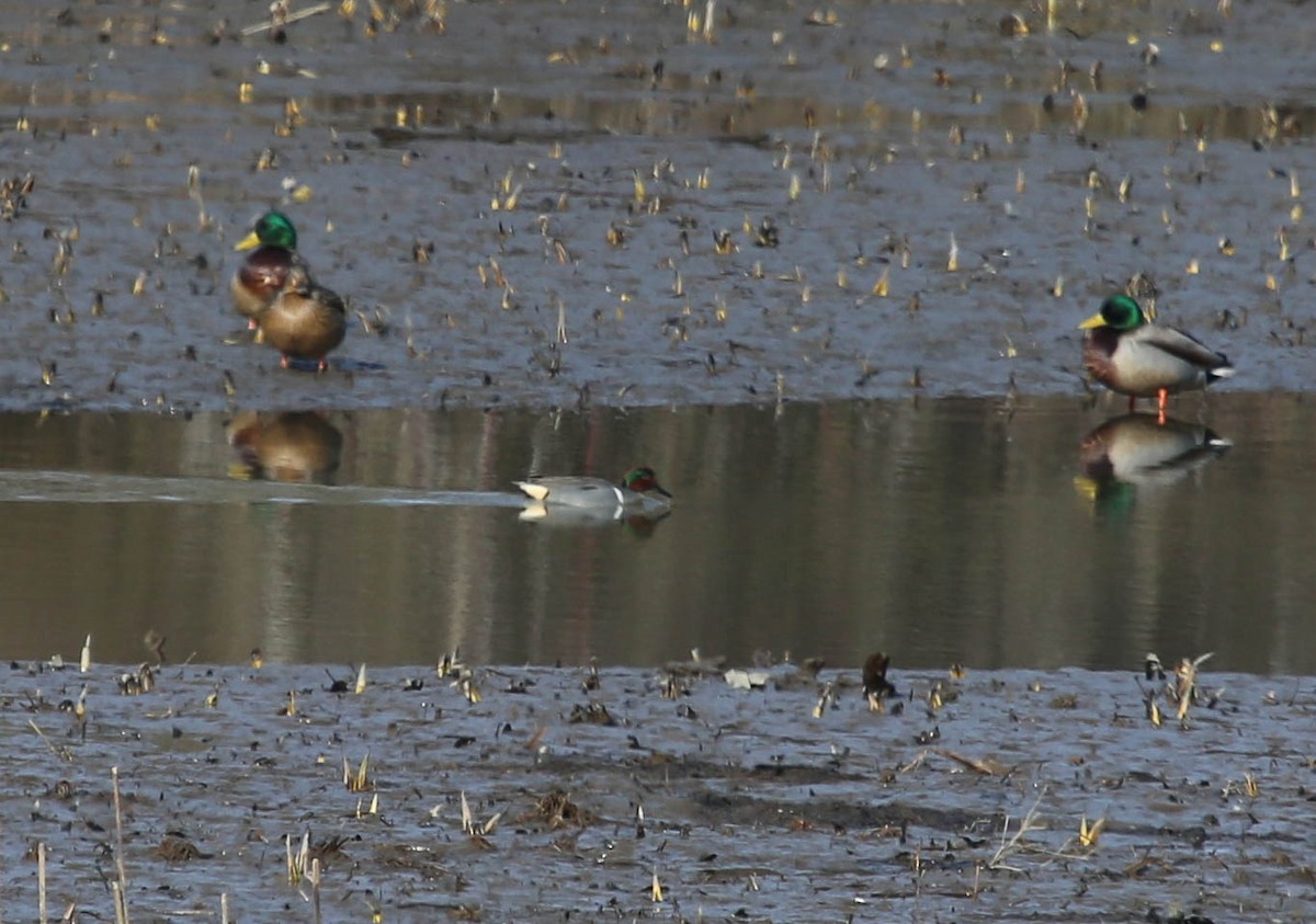 Green-winged Teal - ML141292911