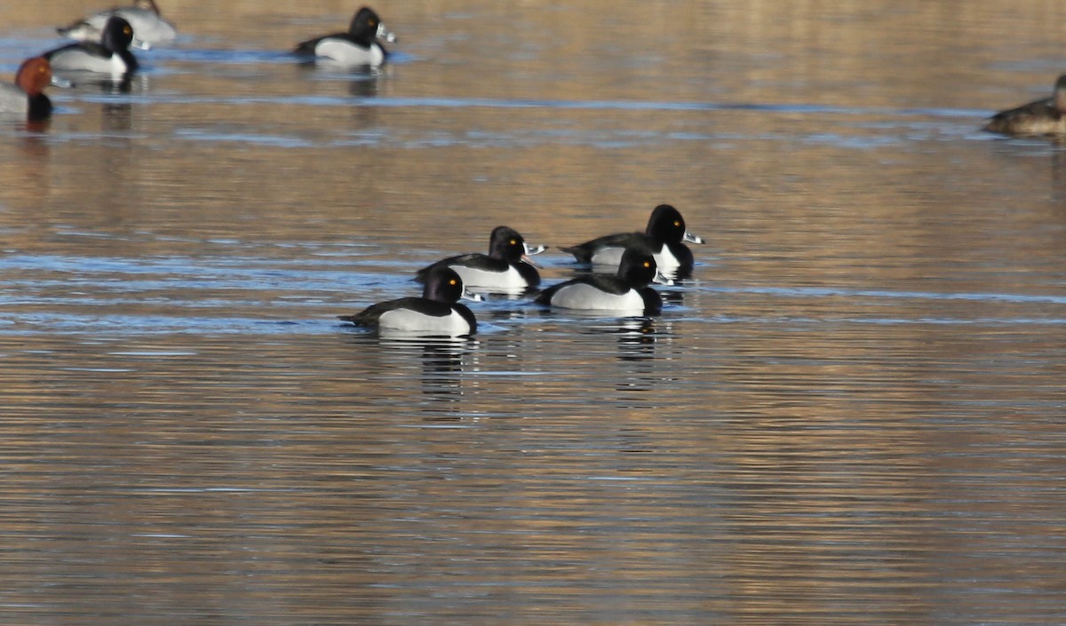Ring-necked Duck - Phil Kenny