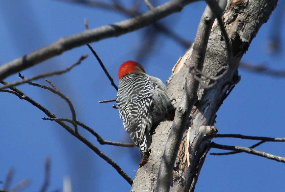 Red-bellied Woodpecker - Phil Kenny