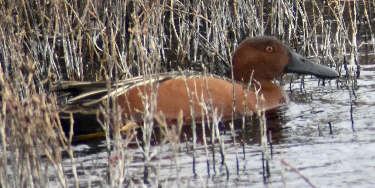 Cinnamon Teal - ML141293851