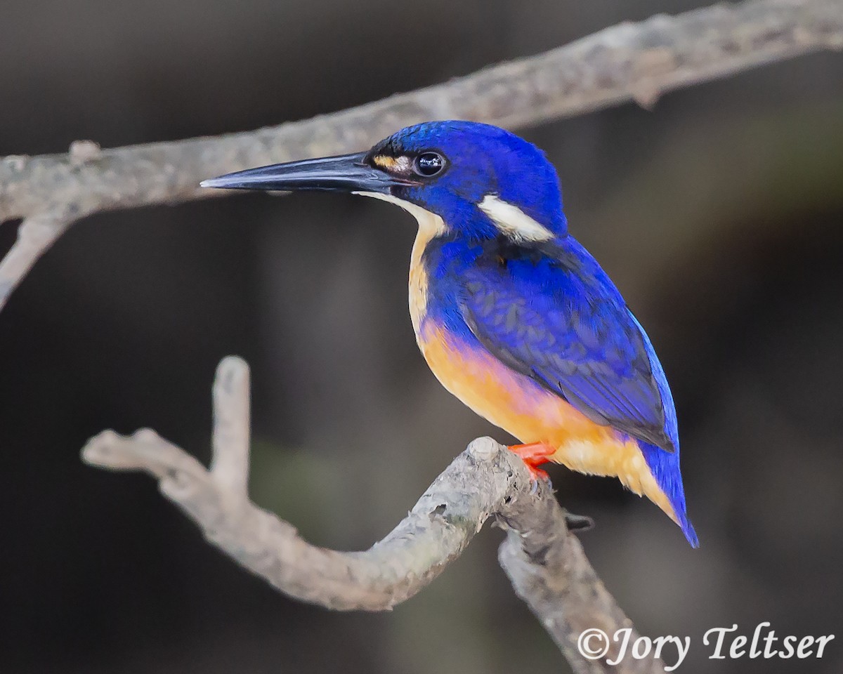 Azure Kingfisher - ML141296981