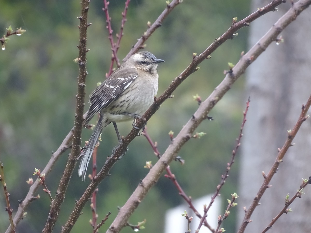 Chilean Mockingbird - ML141297751