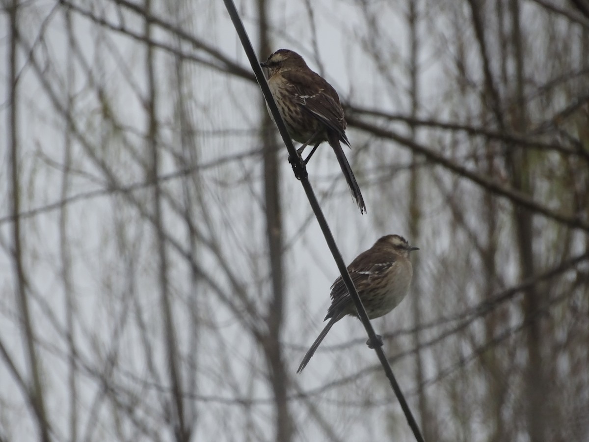 Chilean Mockingbird - ML141297831