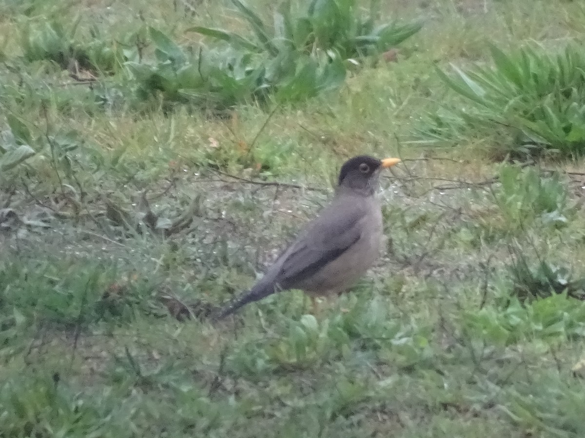 Austral Thrush - Scarlett Acevedo