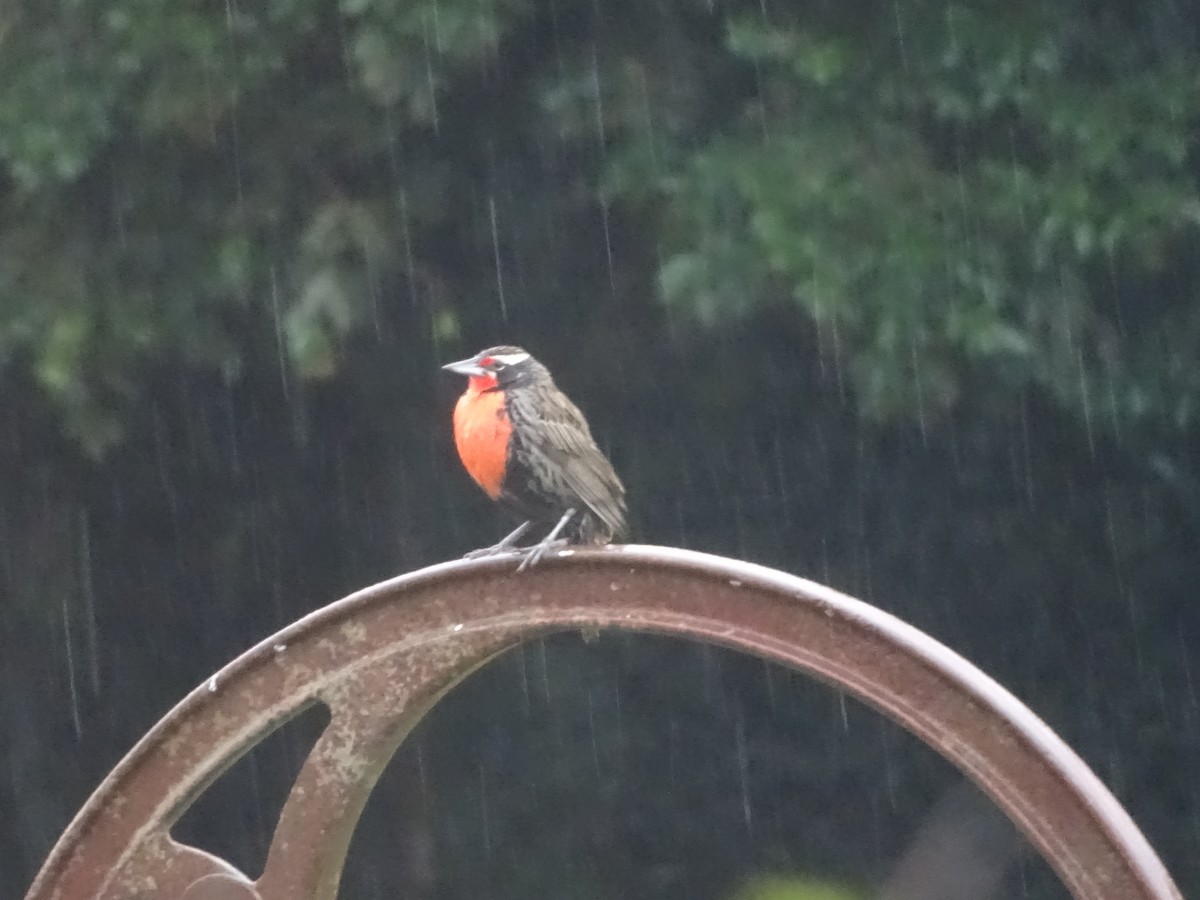 Long-tailed Meadowlark - ML141298051