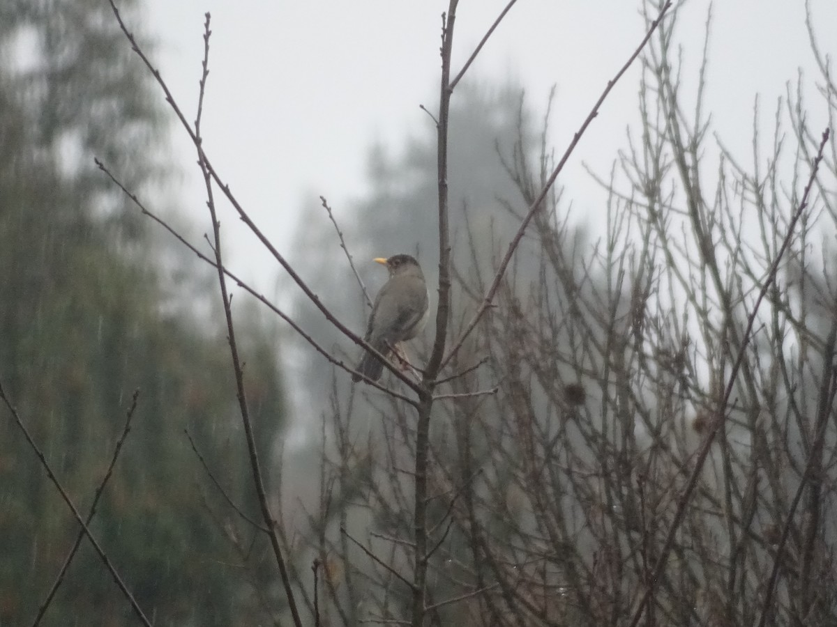 Austral Thrush - ML141298171