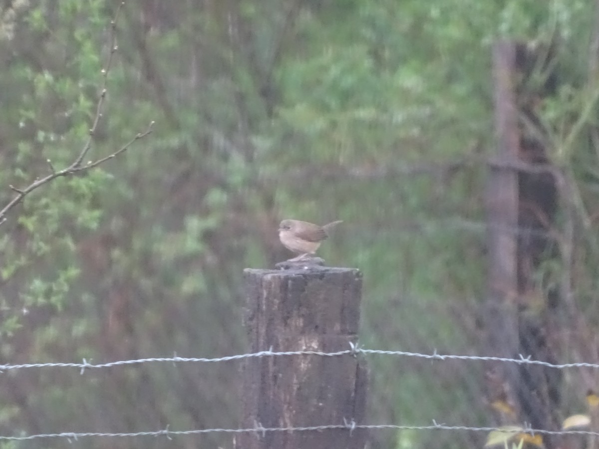 House Wren - ML141299281