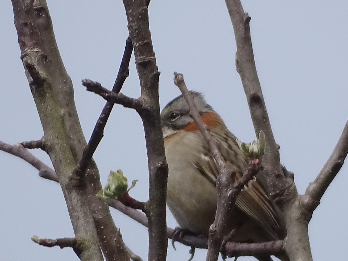 Rufous-collared Sparrow - ML141299721