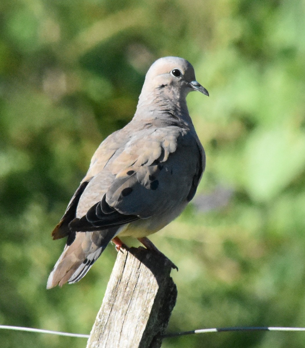 Eared Dove - ML141299941