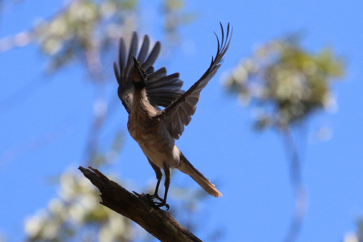 Noisy Friarbird - ML141299991