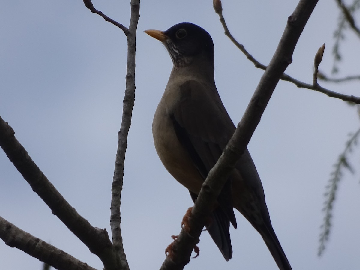 Austral Thrush - ML141300141