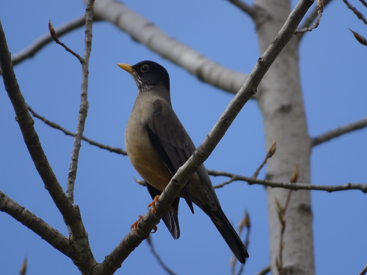 Austral Thrush - ML141300611