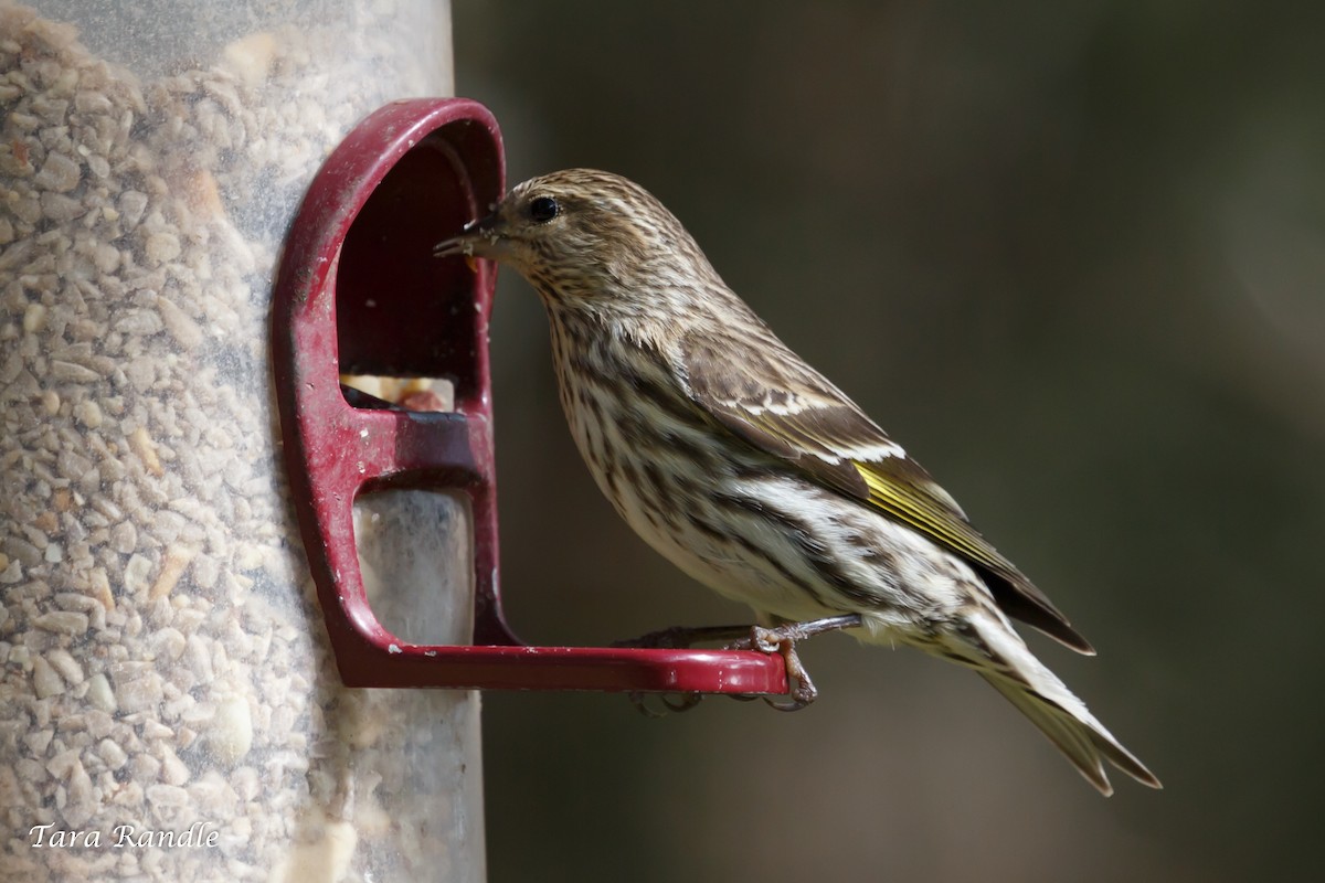 Pine Siskin - ML141300731