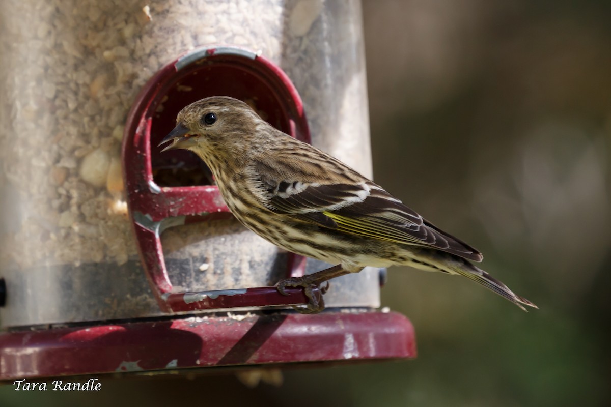 Pine Siskin - ML141300741