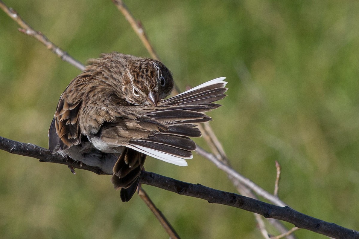 Vesper Sparrow - ML141300791